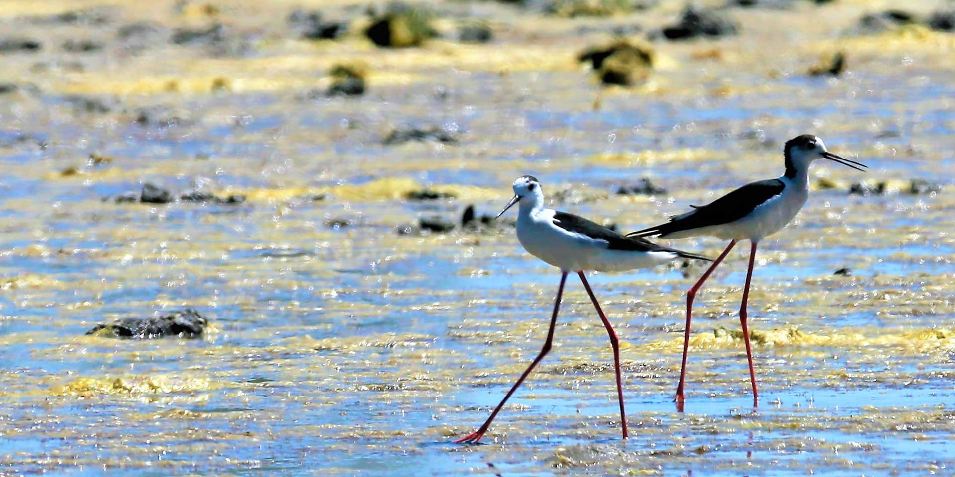 Natural areas and biodiversity